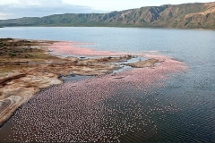 Fenicotteri. Lago Bogoria